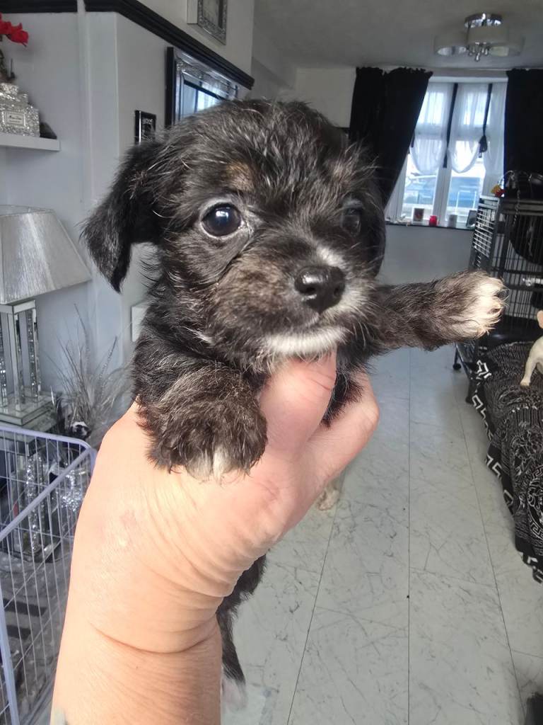 Chihuahua x chinese crested 