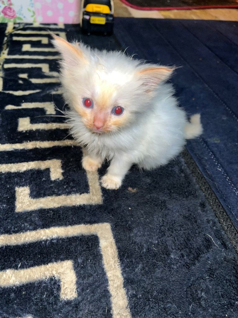 flame point ragdoll 