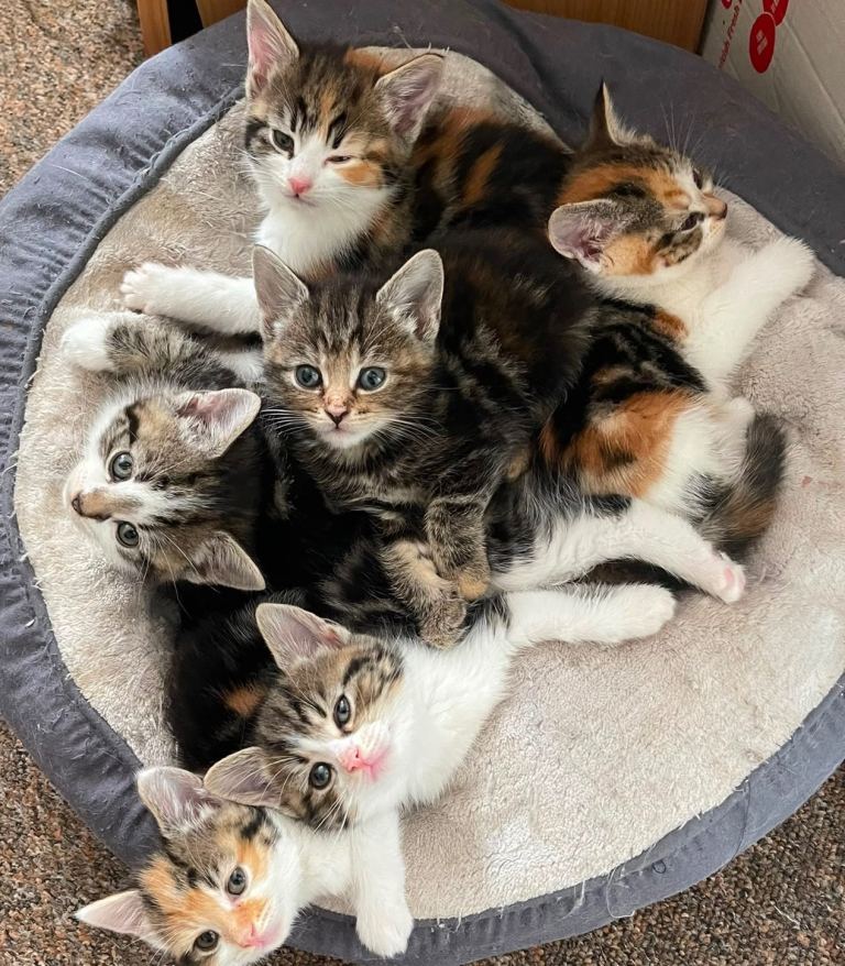 Kitten looking for new home