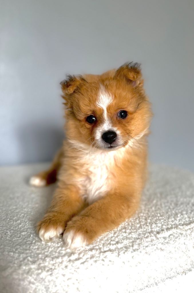 10 weeks old male Pomeranian puppy 