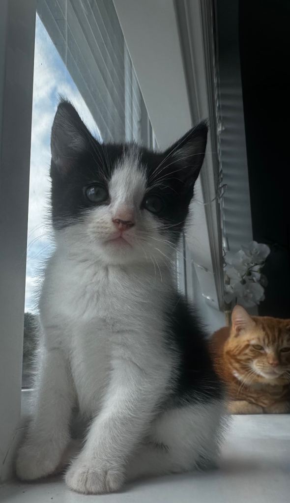 3 male kittens 