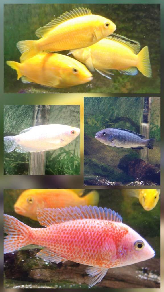 African cichlid and platinum gouramis
