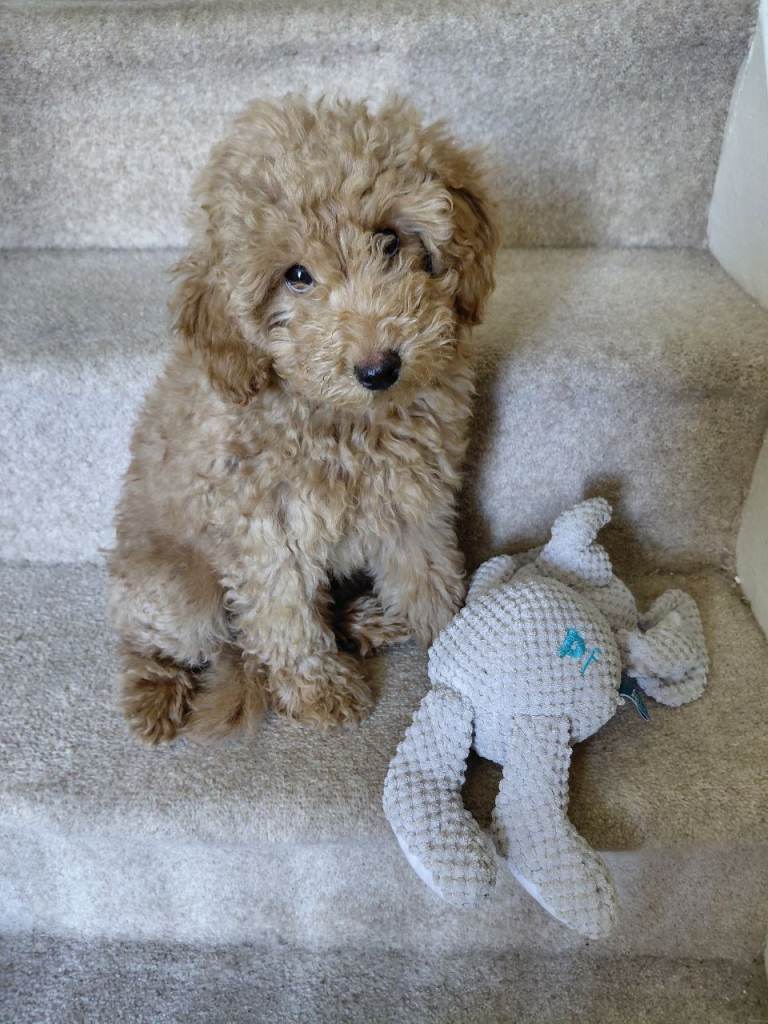 Miniature Schnoodle Puppy 13 weeks old looking for a forever family. Vet health checked