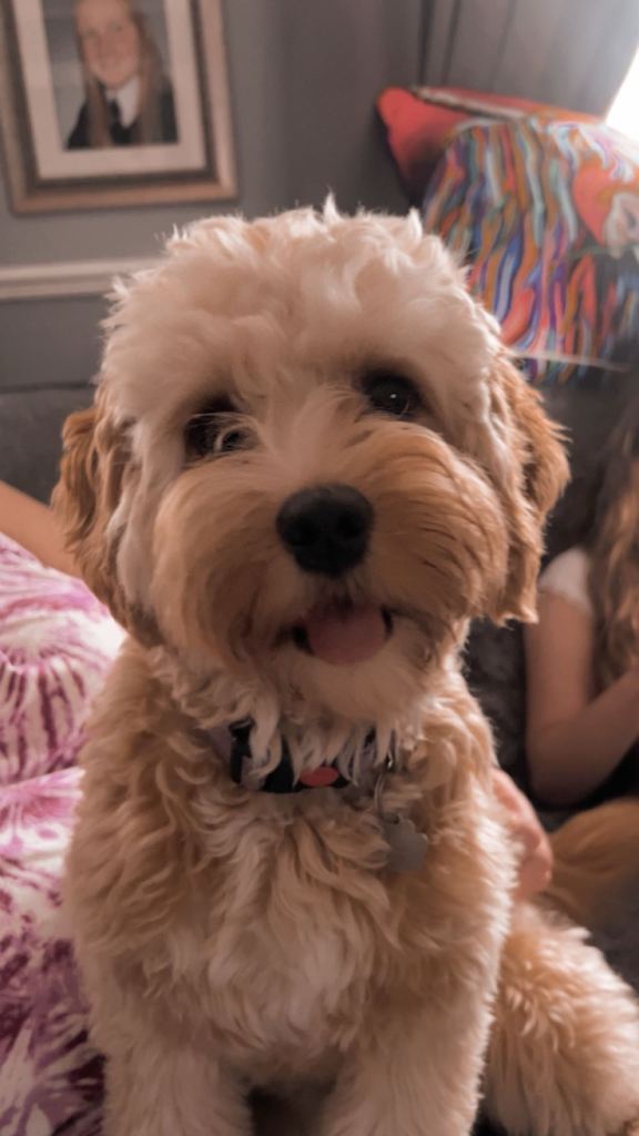 Cavapoo dog for sale 