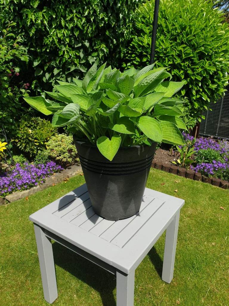 Hosta plants in round grey planters