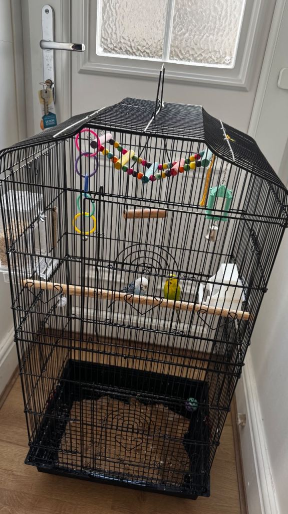 Bird cage and two budgies for free