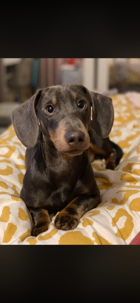 2 miniature dachshunds 