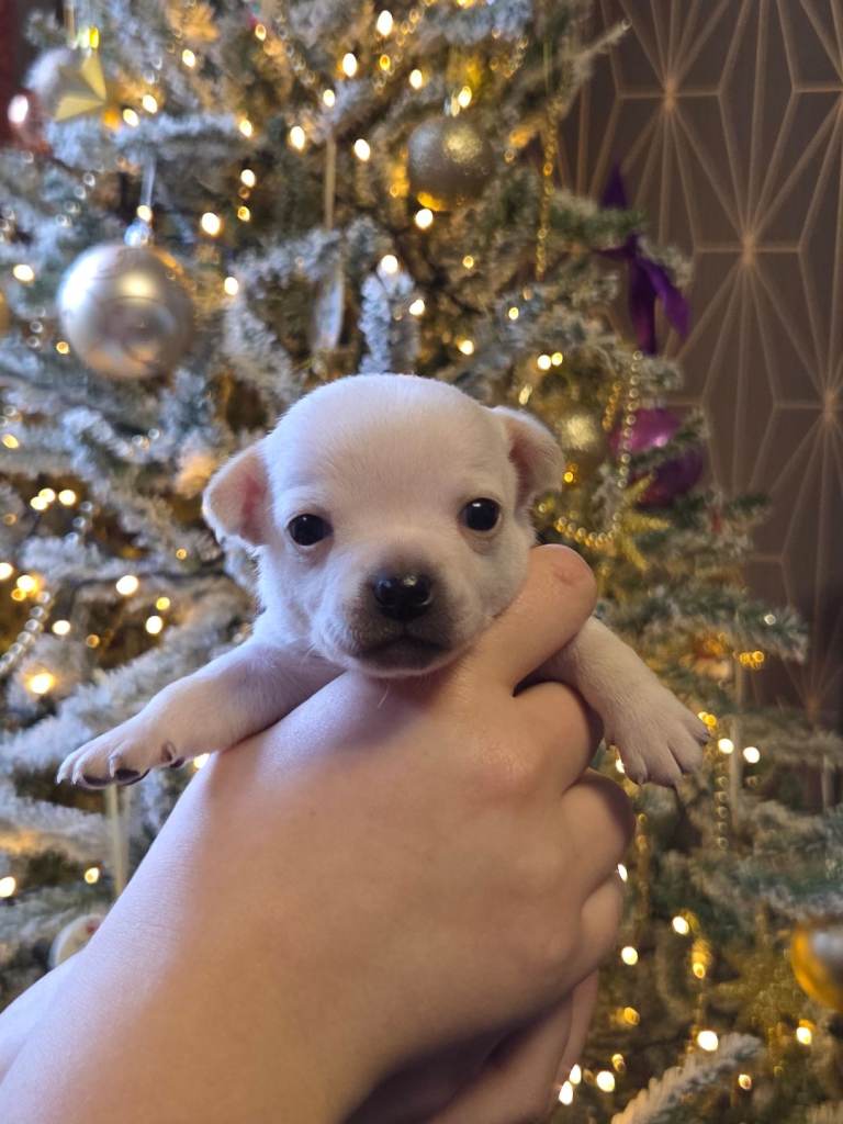 Gorgeous pure breed chihuahua puppies 