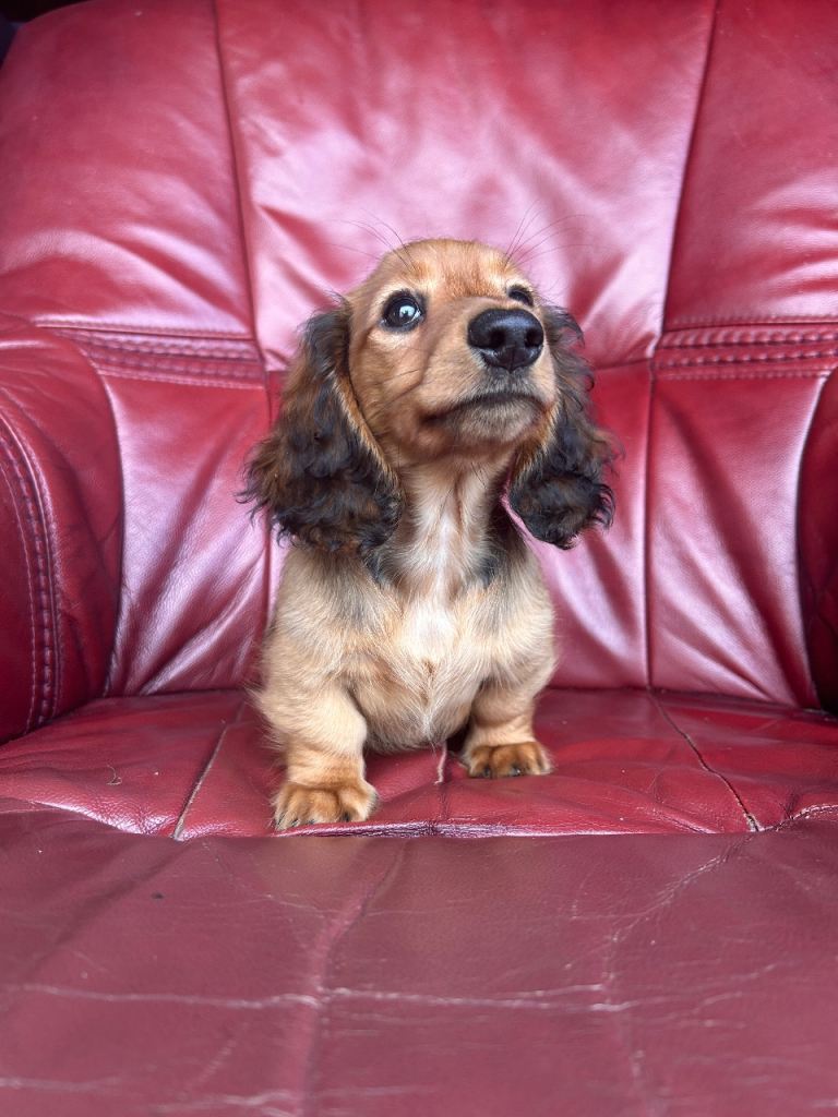 Beautiful female Minature long haired dachshund 
