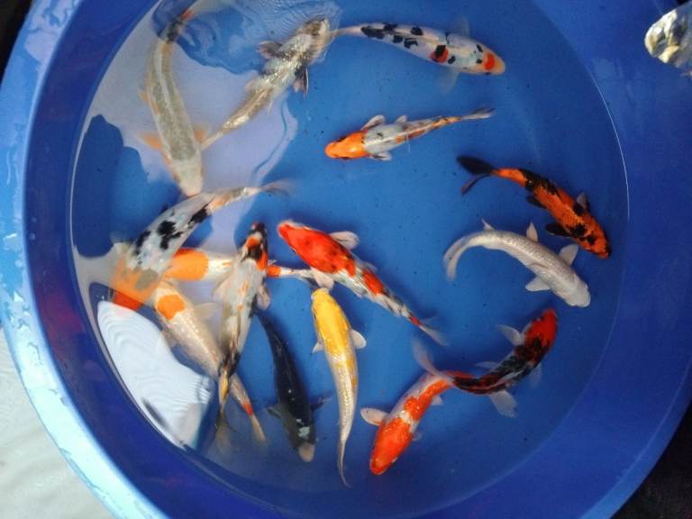 High Grade Koi Carp Hand picked