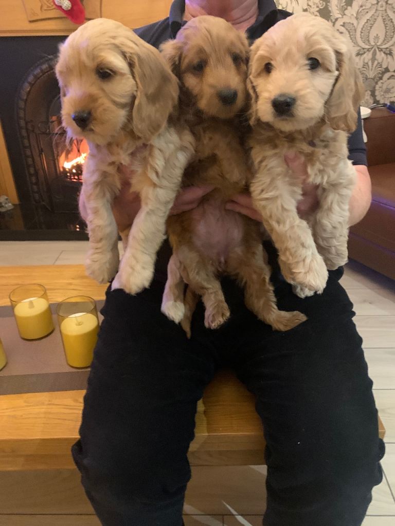 Cockapoo Puppies