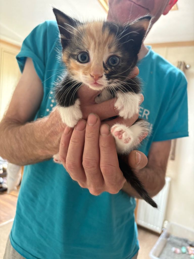 **BEAUTIFUL KITTENS FOR SALE**