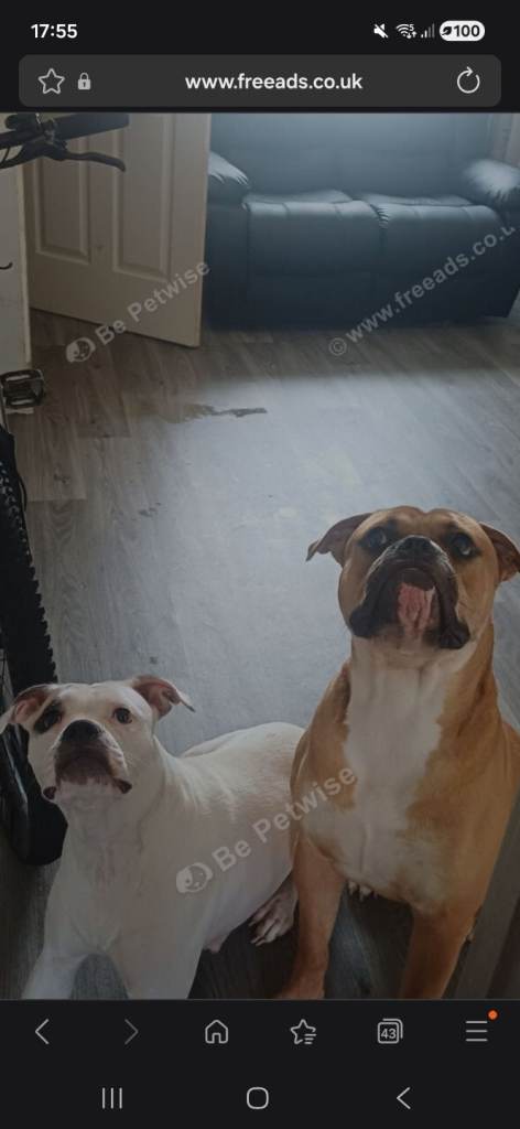 American bulldog puppies