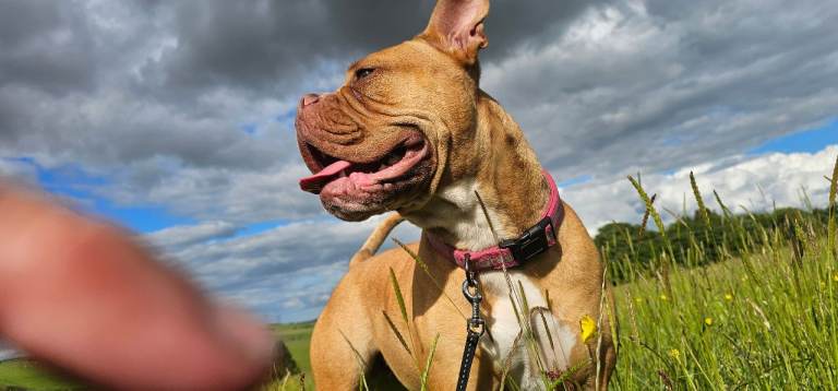 Dog de bordeaux 