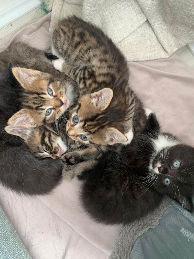 5 adorable kittens 