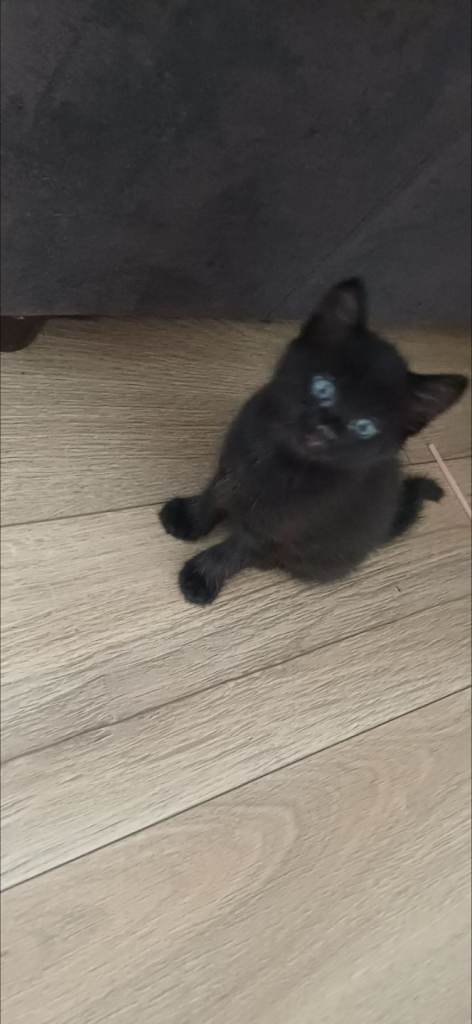 Back tabby kittens for sale 