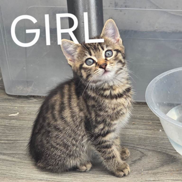2 female tabby kittens