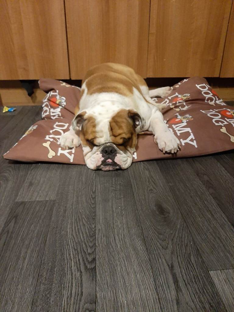 British bulldog male