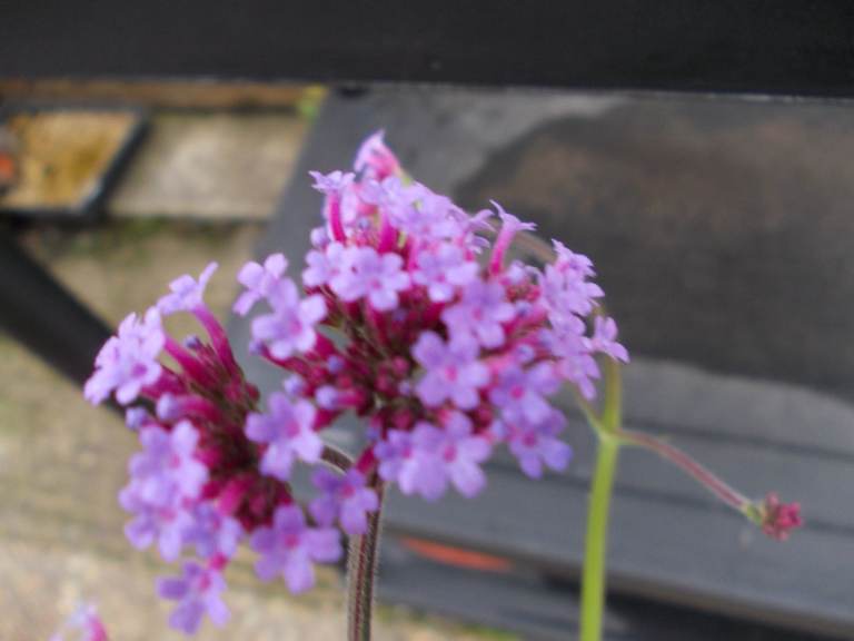 Verbena Bonariensis Garden Plants - from £1