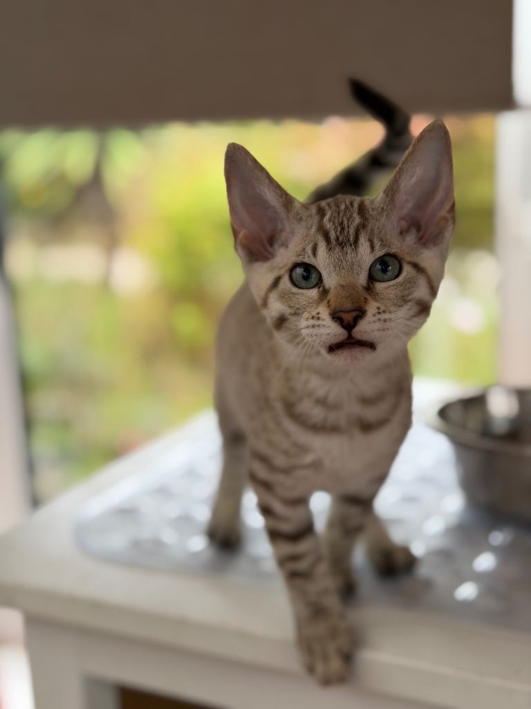 Bengal X female kitten