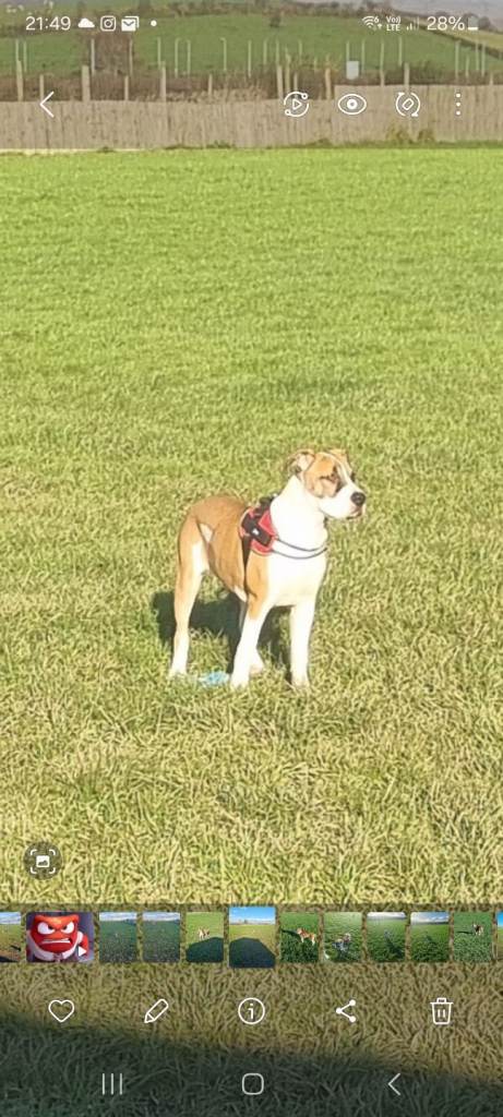 Jax needs a new home