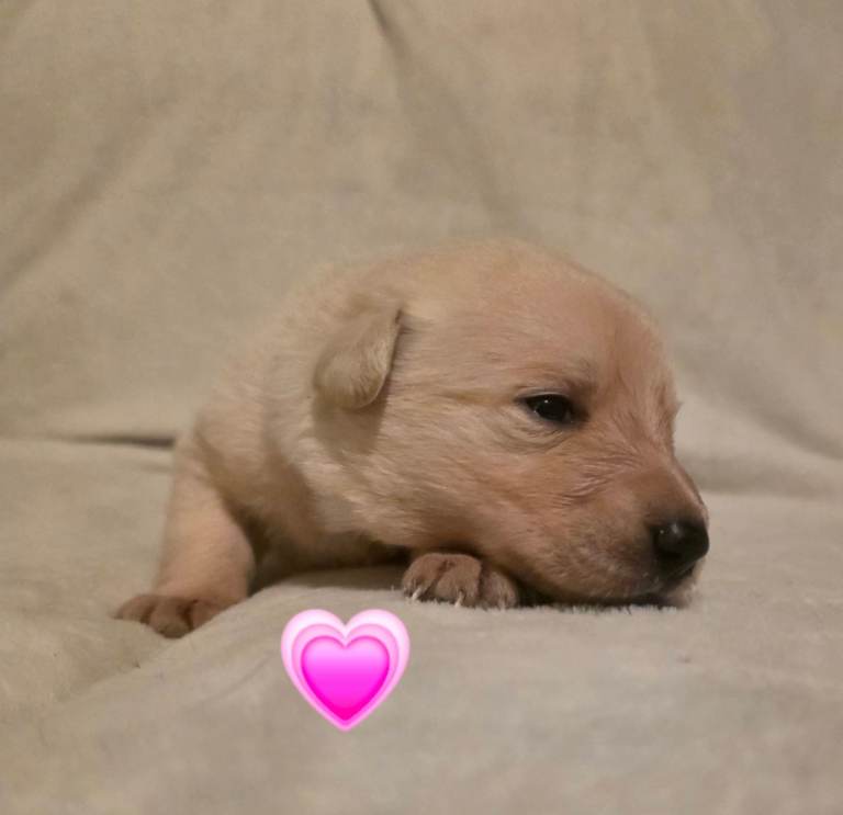 German Shepherd x Labrador Puppies 🐶 