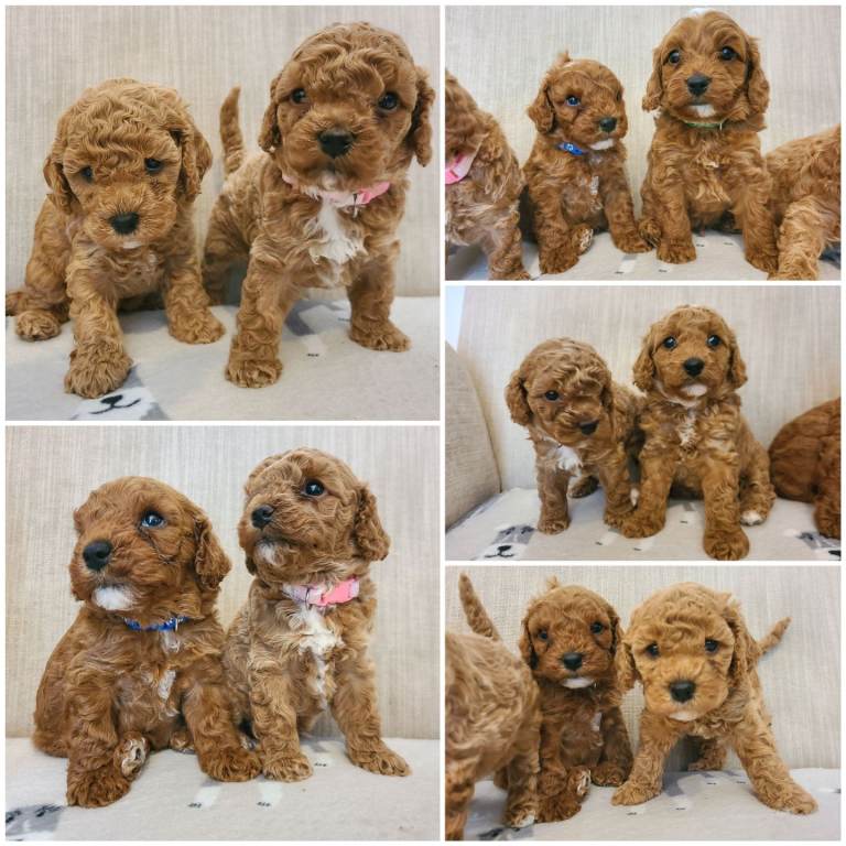 Beautiful Health Tested F1bb Cavapoo Puppies