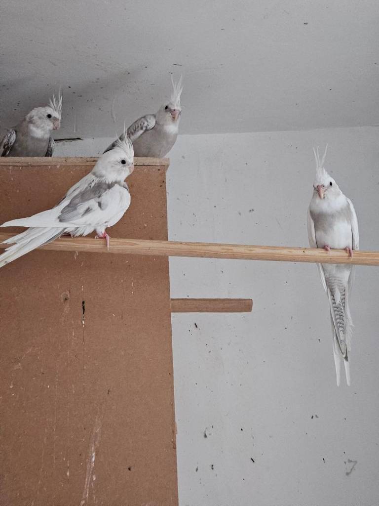 Cockatiels 