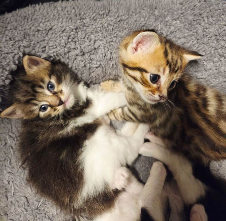 Gorgeous rare domestic breed Sokoke Kittens