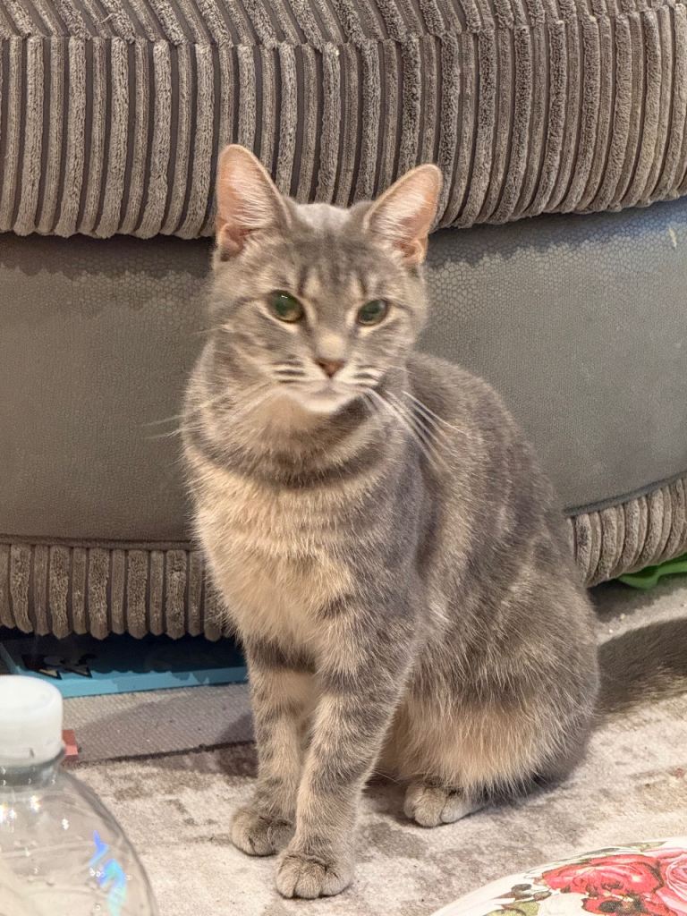 1 year old female cat