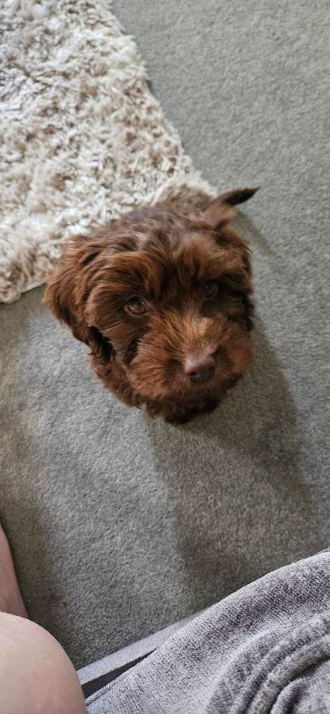 Cockerpoo chocolate brown puppy