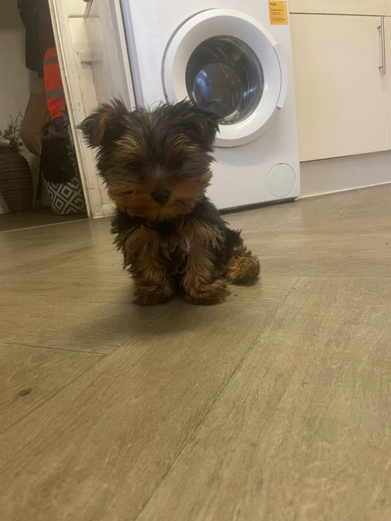 Yorkshire terrier puppy 