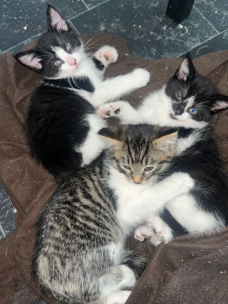 kittens