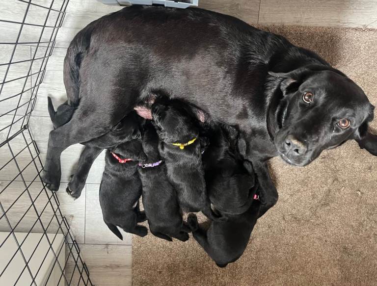 Labrador Puppies