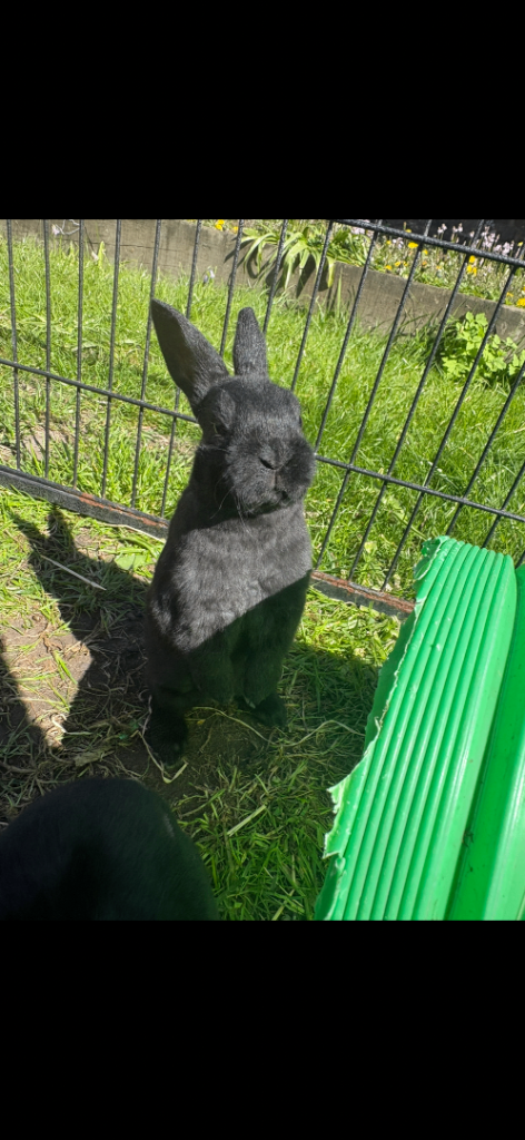 Mini Rex