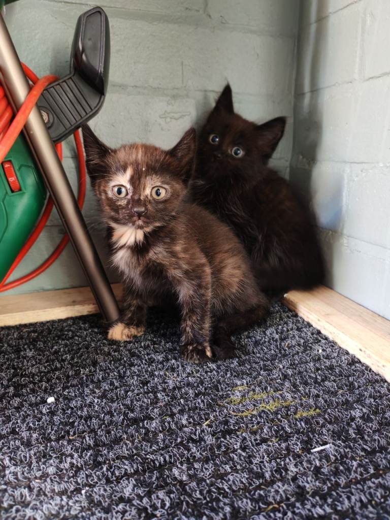 Kittens