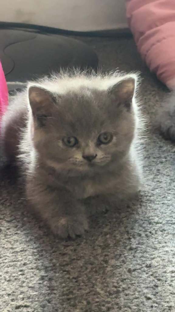 100% Pure Pedigree chunky BSH kittens