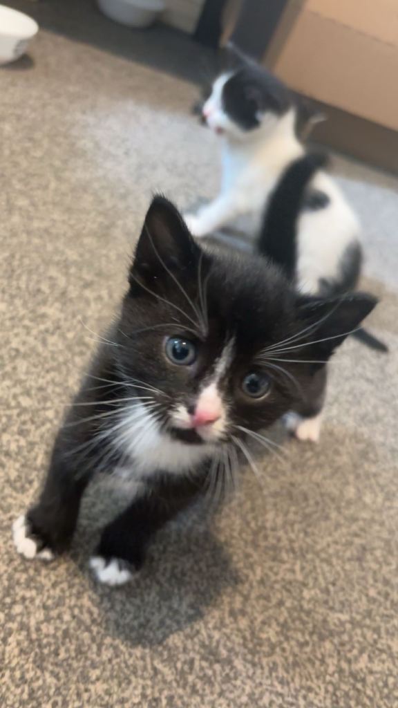 🐾kittens ready at 8 weeks