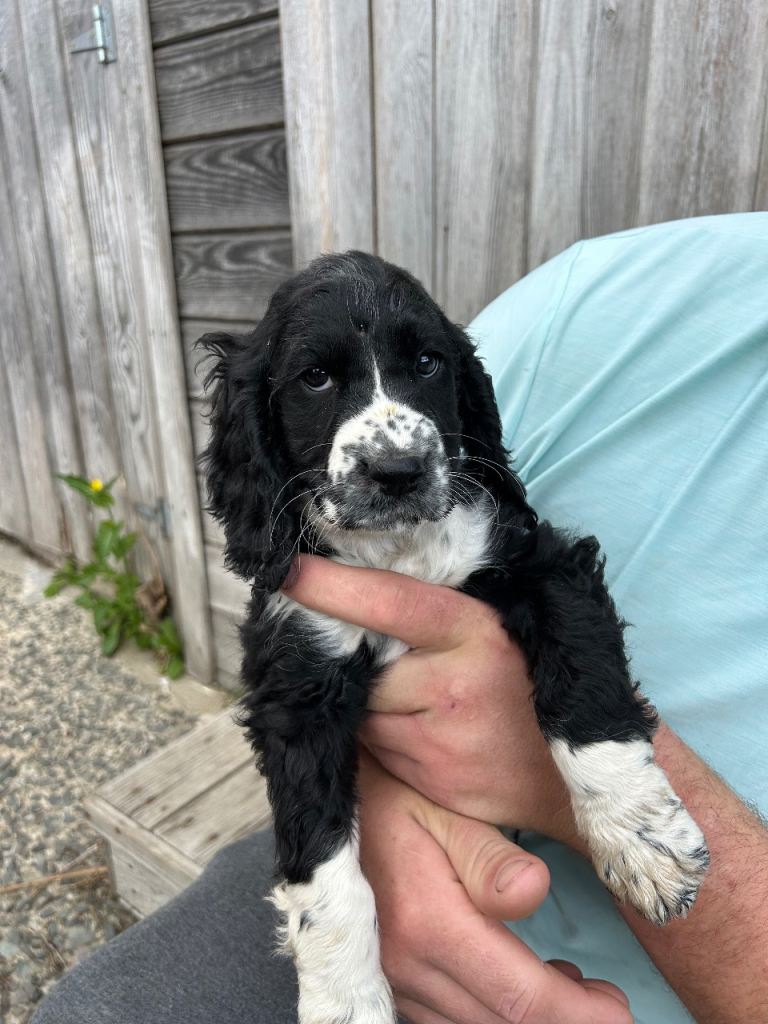 Cocker Spaniel x Irish Water Spaniel pups 