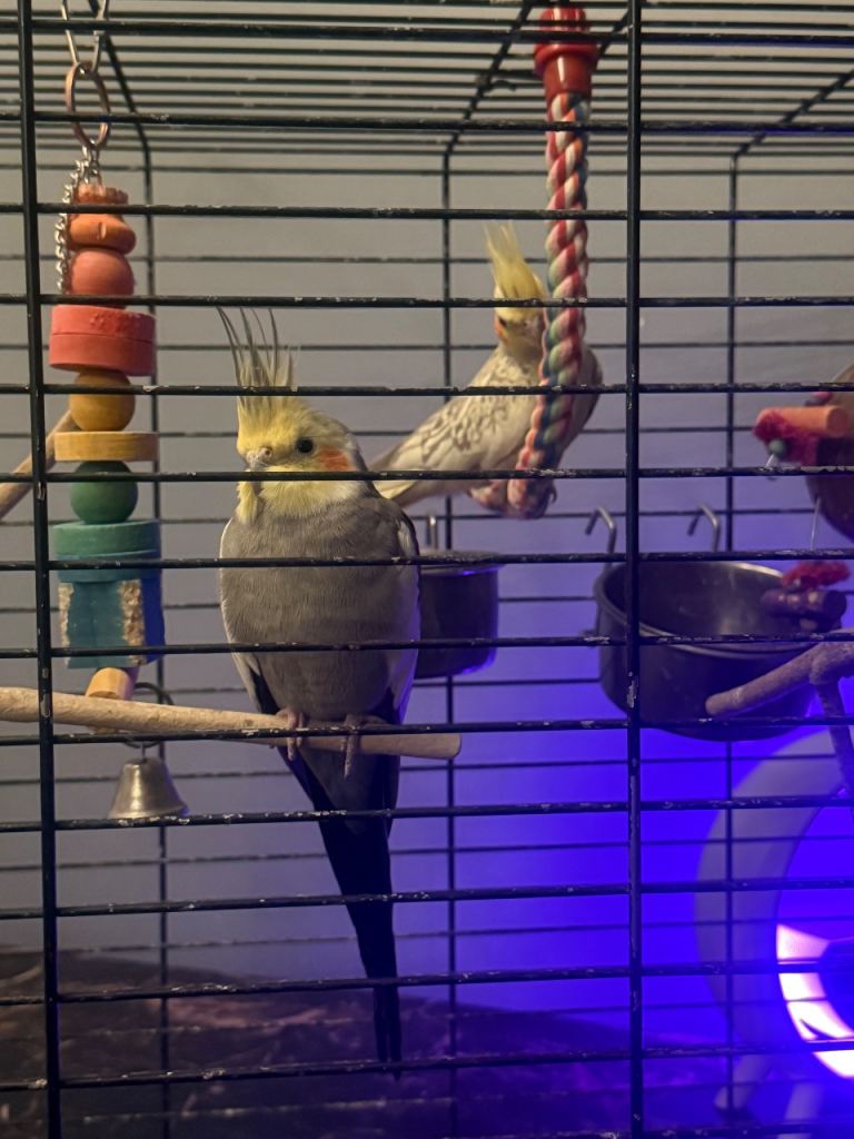 CockatielS for sale
