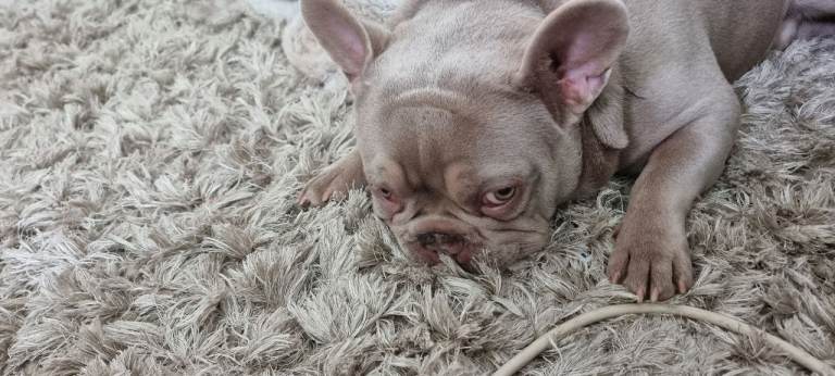 Lilac French bulldog