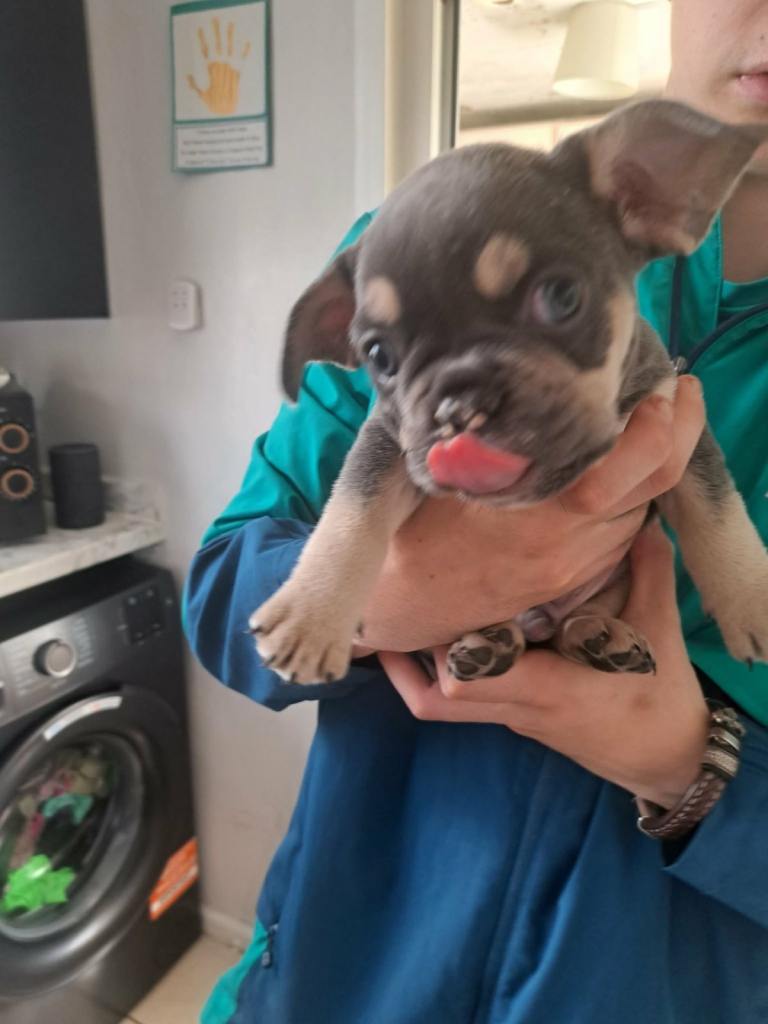French bulldog puppies 