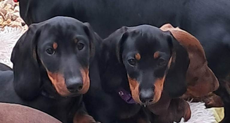 Beautiful Dachshund 