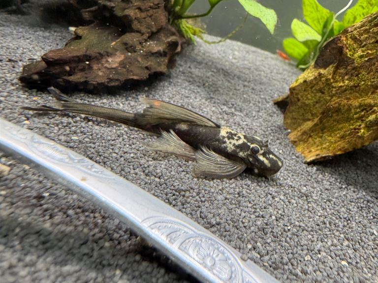 Long fin green dragon plecos 