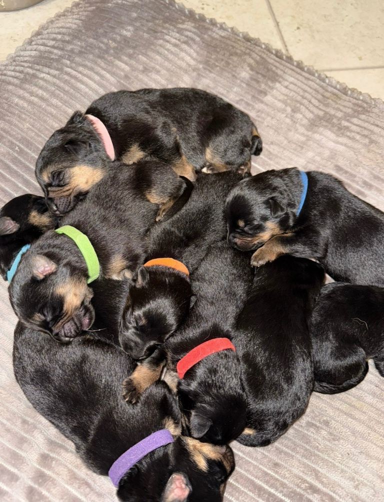 Alsatian and Rottweiler puppies for sale 