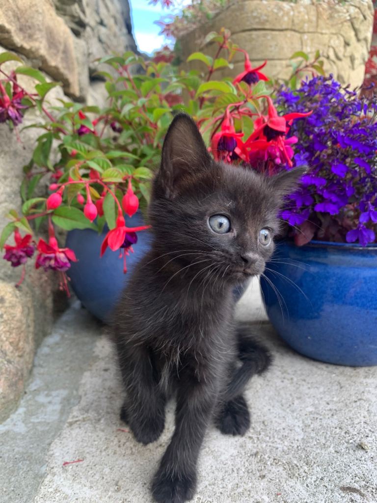 Beautiful Friendly Kittens 