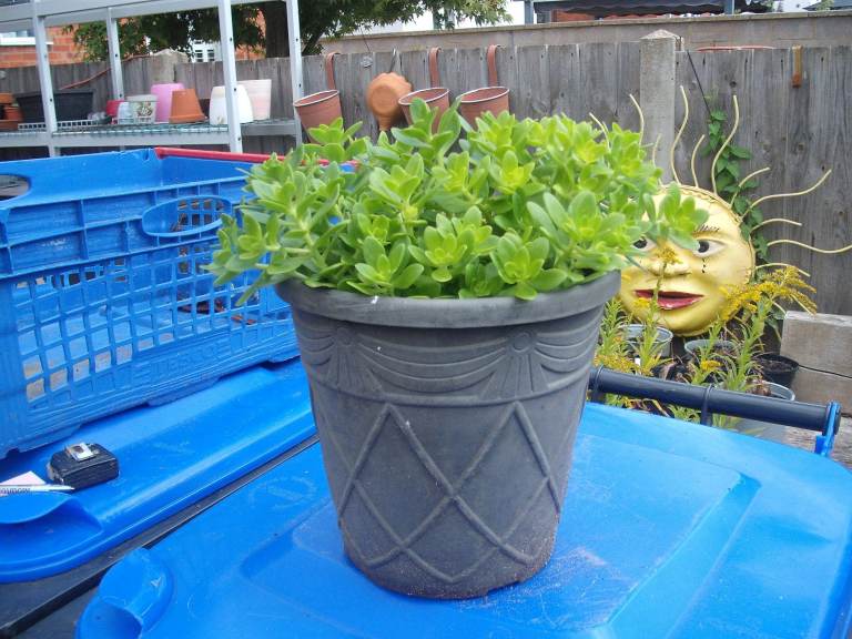 Young Evergreen Green Sedum Plant in Grey Plastic Pot (will stay out all winter) Yellow flower