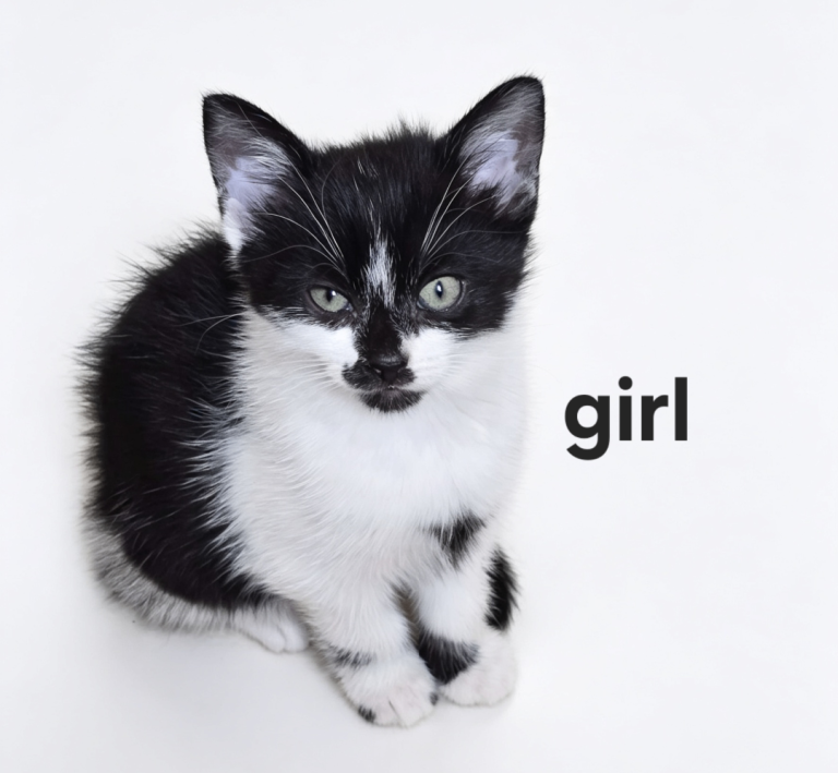 Lovely kittens