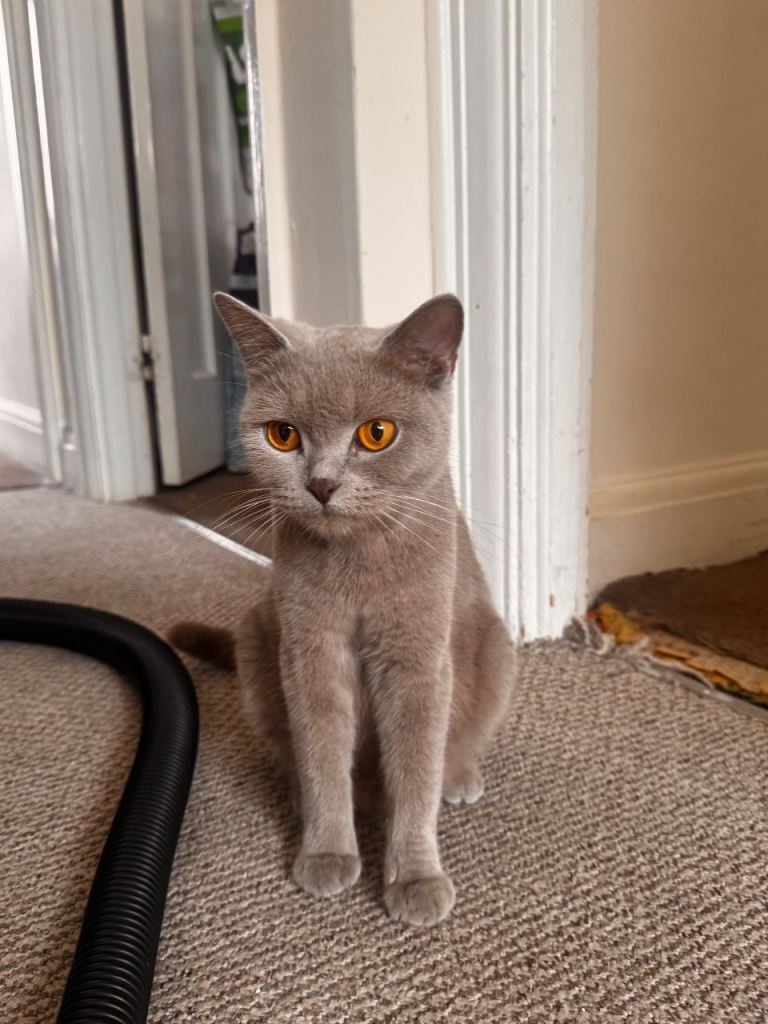 Full British shorthair.
