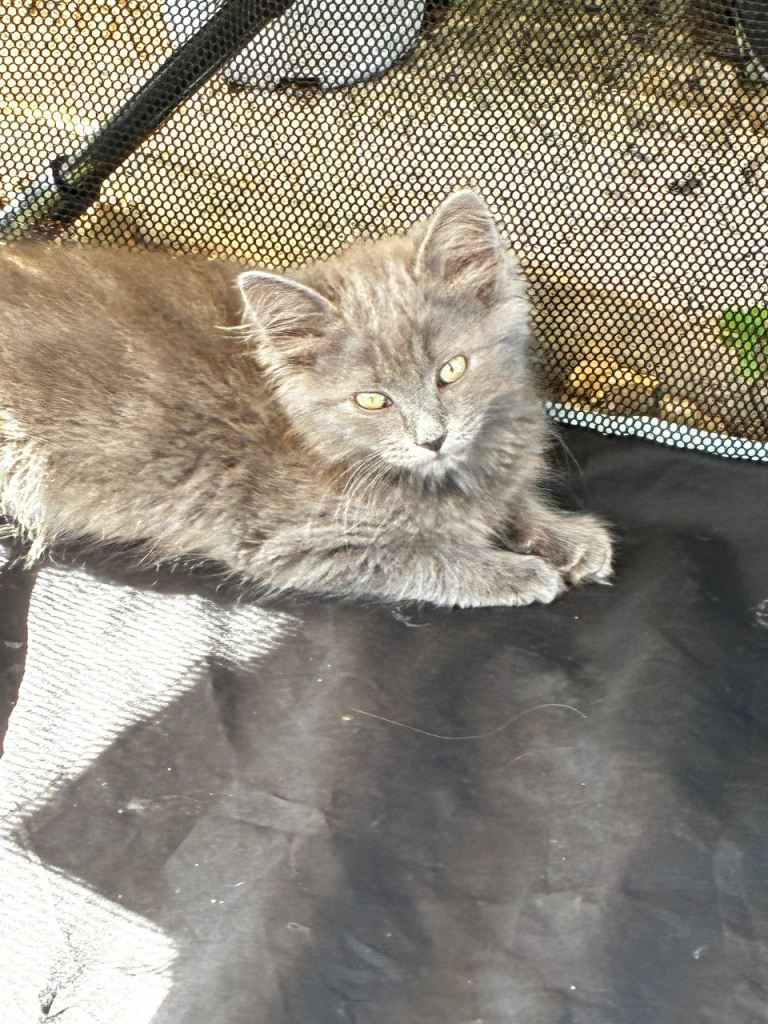 Ragdoll cross X British Short Hair 2 female girl kittens
